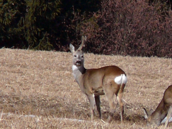 srnec bez 1 paroha