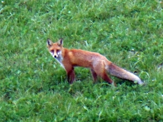 liška