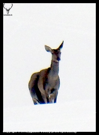 jelenica