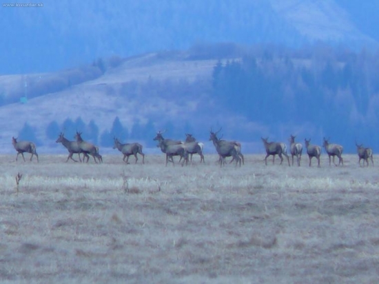 jelenia zver
