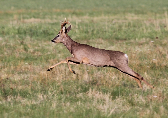 hop