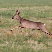 hop