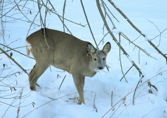 už majú tej zimy dosť