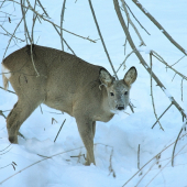 už majú tej zimy dosť