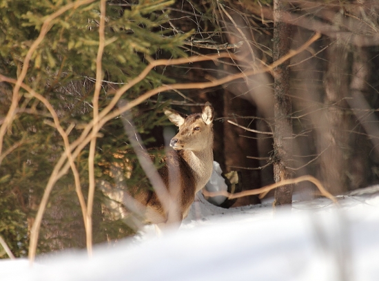 skúšanie nových snežníc