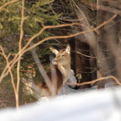 skúšanie nových snežníc