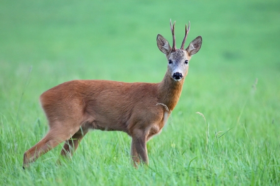 podvečerný srnček
