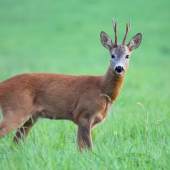 podvečerný srnček
