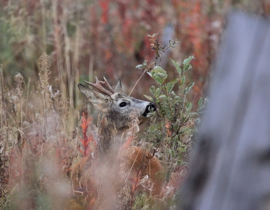 nie je to jeleň, ale čakal som ho