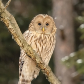 Tatranské prekvapenie