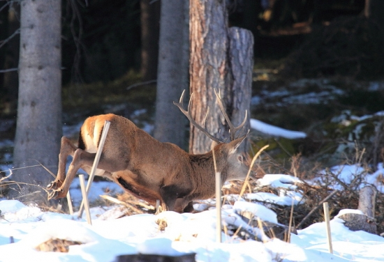 nepravidelný dvanastorák