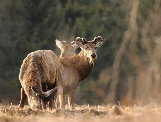 konečne po mesiaci poriadne v lese