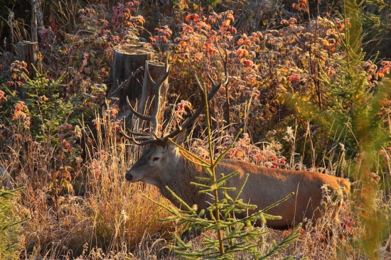 už ide dnešný fešák
