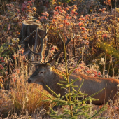 už ide dnešný fešák
