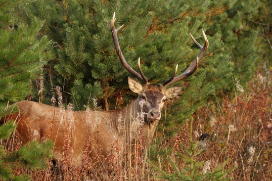 Dnešný nečakaný hľadajúci jeleň