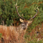 Dnešný nečakaný hľadajúci jeleň