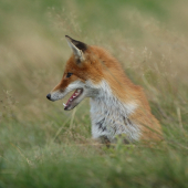 má dobrú zubnú pastu