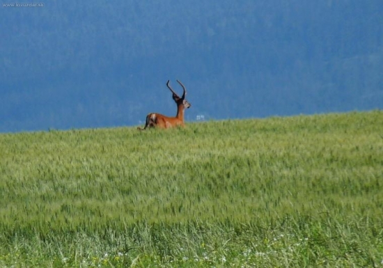 špicer