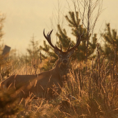 nečakané stretnutie