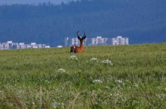 kamže, na nákup?