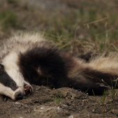 radšej by som si ho odfotil živého
