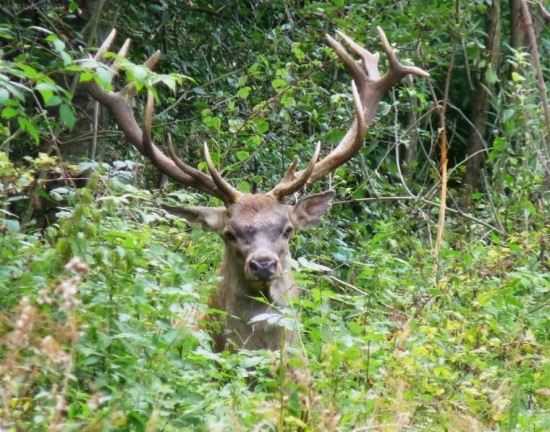 koľko može mať rokov?