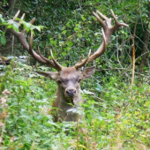 koľko može mať rokov?