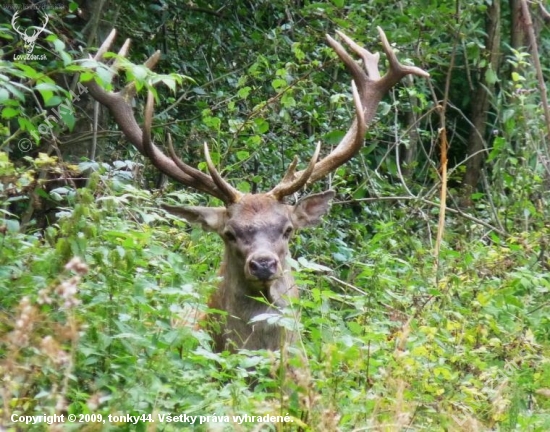 koľko može mať rokov?