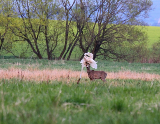 Tatranský kráľ s korunou