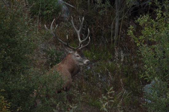 na chvíľu sa ukázal