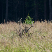 vešiak v lese :-)