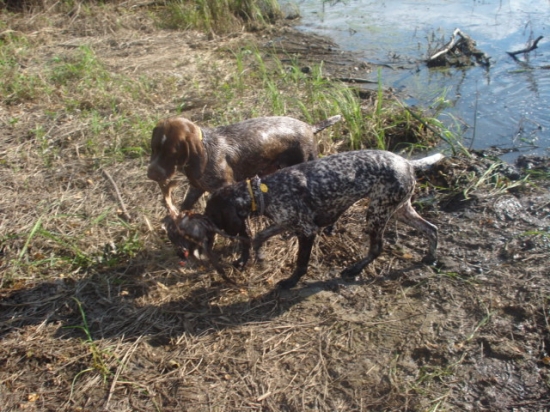 Spolupráca súrodencov