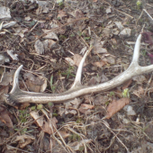 cestou späť ,dozber