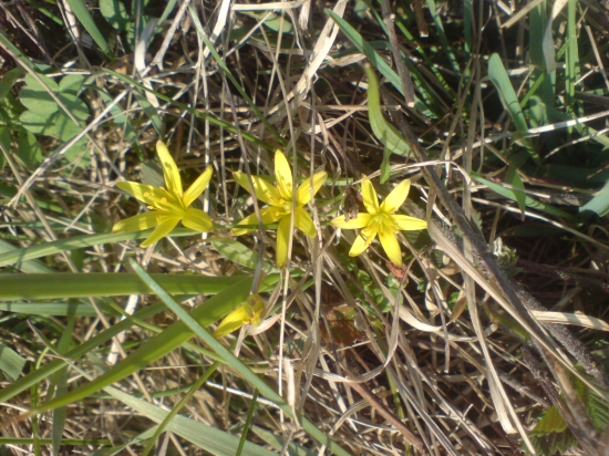 to neviem čo za kvet jediný na celej luke