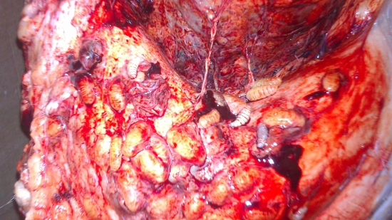 zrazená autom ,konec strečkov