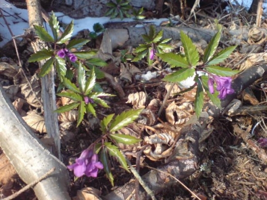 predbehli sme snežienky
