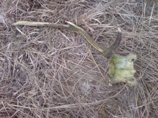 miesto zhodov,toto.Jeden paroh nedorastol iba ružica