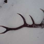 prvý tohoročný 3.4 kg je von