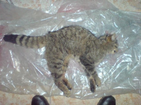 diva mačka -obeť auta