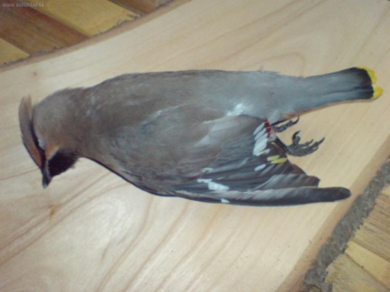 chochlač seversky-úlovok našej mačky,jeden z krdlia asi 500