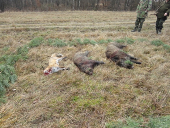 Dnešna uspešna poľovačka