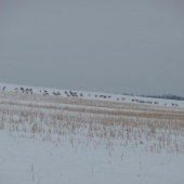 Srncia zver parada :)