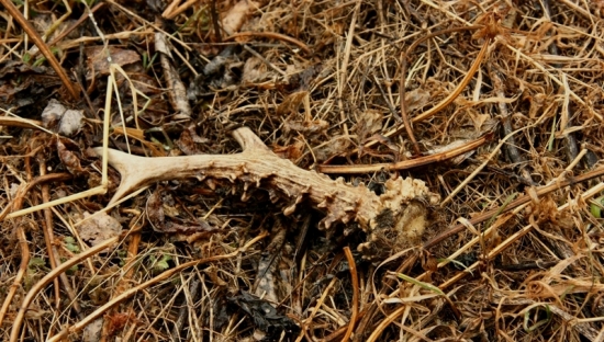 Druhý tento týždeň