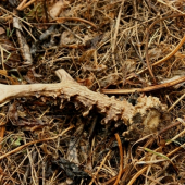 Druhý tento týždeň