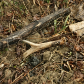 Tretí tento týždeň