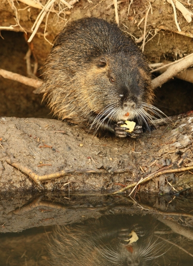 Nutria
