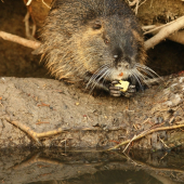 Nutria