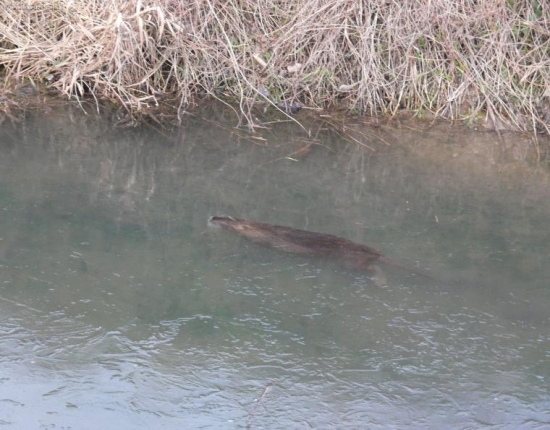 Nutria plava pod ladom