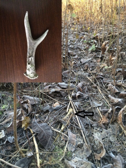 Odmena za prikrmovanie