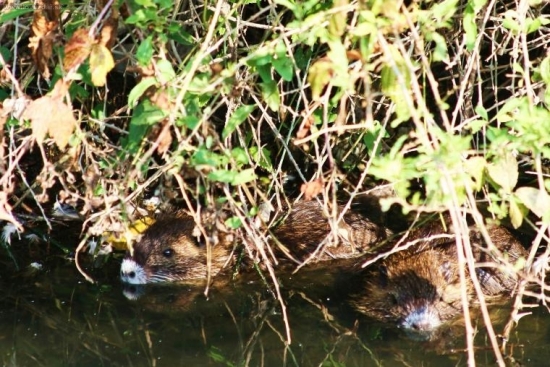 Nutrie
